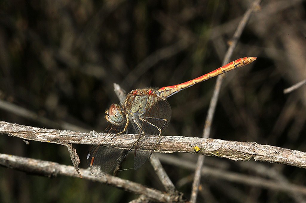 Sympetrum sinaiticum